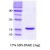 SDS-Page: alpha Synuclein Protein [NBC1-18331] - a-Synuclein E46K, 14.4 (140 aa) , confirmed by MALDI-TOF with a purity of 95% by SDS - PAGE